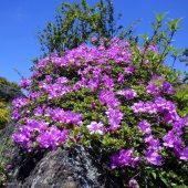 大分」、九重のミヤマキリシマ」 