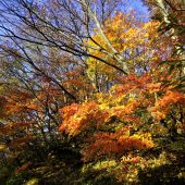 鳥取、大山、大山寺 
