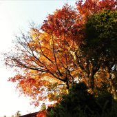 岡山、中蒜山、山麓 