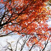 鳥取、中蒜山登山道にて 