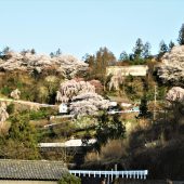 徳島、剣山麓の村の」春 