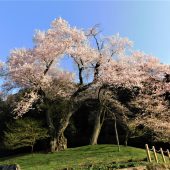 徳島、剣山麓の村、桜 