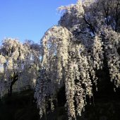 徳島、剣山麓の満開の桜 