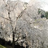 徳島、剣山麓の桜 