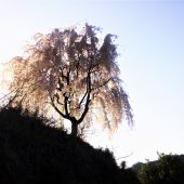 徳島、剣山麓の村の桜 