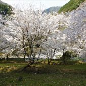 徳島、剣山、山麓の春 