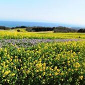 兵庫、淡路島、花桟敷公園 