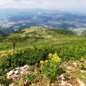 滋賀、伊吹山頂下 