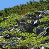 長野、大仙丈ガ岳雷鳥 