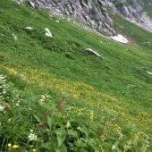 長野、駒ケ岳、千畳敷カールの花 