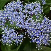 三重。高見山の花 