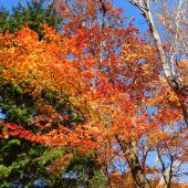 岡山、那岐山麓の紅葉 
