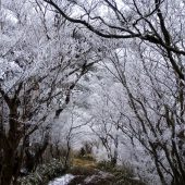 兵庫、六甲山霧氷のトンネル 