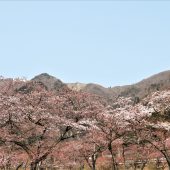 滋賀、蓬莱山麓の春 