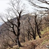 滋賀、蓬莱山の春 