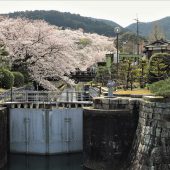 滋賀、大津琵琶湖疎水と桜 