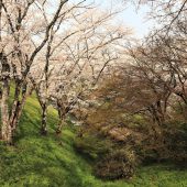 滋賀大津、疎水添いの桜 