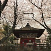 滋賀、大津三井寺の桜 