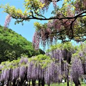 兵庫、但馬の春、フジ棚 