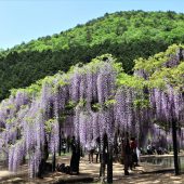 兵庫、但馬のフジの花 