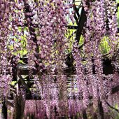 兵庫、但馬のフジの棚 