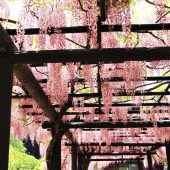 兵庫、但馬のフジ棚 