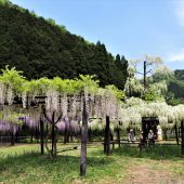 兵庫、」但馬の白いフジ棚 