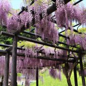 兵庫、但馬の春 