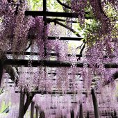 兵庫、但馬、フジ棚 