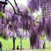 兵庫、但馬満開のフジ 