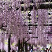 兵庫、但馬、満開のフジ 