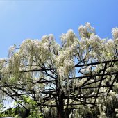 兵庫、但馬のフジ 