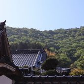 兵庫、但馬、麓から望む竹田城 