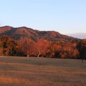 奈良公園、飛火野 