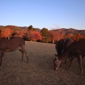 夕陽の飛火野と鹿 