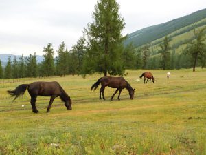 新疆ウィグル自治区・喀納斯（カナス）の写真　最後の浄土3-11