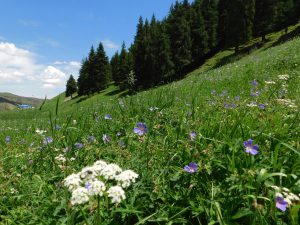 新疆ウィグル自治区・天山天池 南山牧場の写真　天山の山懐に抱かれて2-10