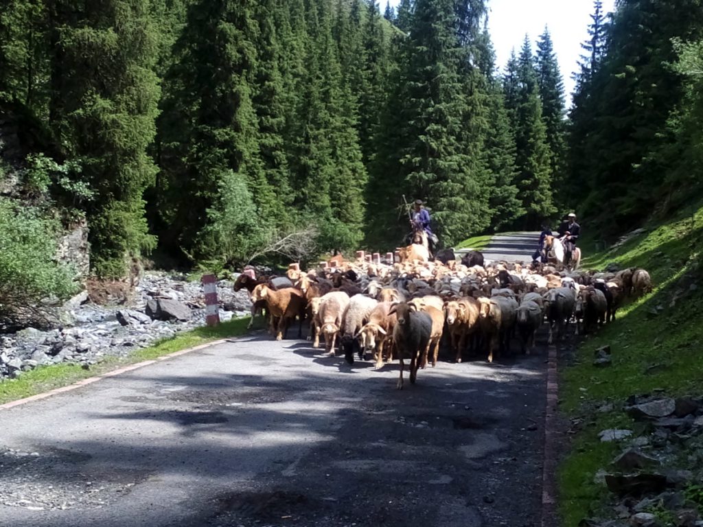 新疆ウィグル自治区・天山天池 南山牧場の写真　天山の山懐に抱かれて2-2