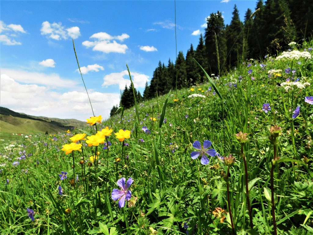 新疆ウィグル自治区・天山天池 南山牧場の写真　天山の山懐に抱かれて2-3