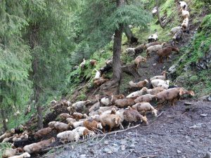 新疆ウィグル自治区・天山天池 南山牧場の写真　天山の山懐に抱かれて2-6