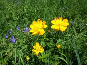新疆ウィグル自治区・天山天池 南山牧場の写真　天山の山懐に抱かれて2-8