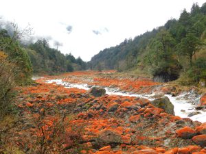 四川省・紅石公園／紅石公園から康定へ／折多山 貢嗄（コンガ）山／天路十八号と理塘／海子山の写真　亜丁への道-11