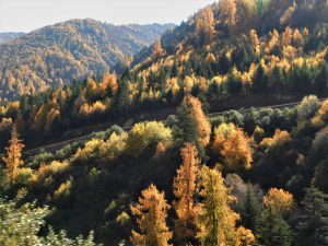 四川省・八美から丹巴路へ 雅拉雪山を望む 紅葉の丹巴路１ 紅葉の丹巴路２ 四姑娘山の秋の写真　錦秋の丹巴路を行く4-10