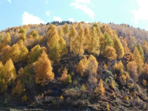 四川省・八美から丹巴路へ 雅拉雪山を望む 紅葉の丹巴路１ 紅葉の丹巴路２ 四姑娘山の秋の写真　錦秋の丹巴路を行く4-8