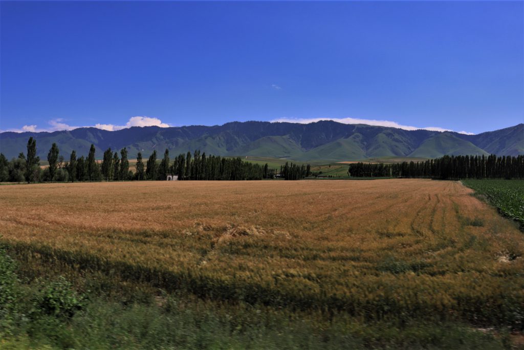 新疆ウィグル自治区・昭蘇の写真　生命が蘇る地3-1
