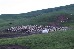 新疆ウィグル自治区・昭蘇の写真　生命が蘇る地3-6