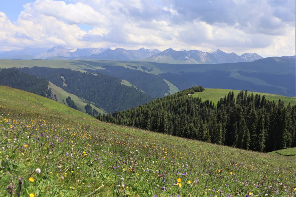 新疆ウィグル自治区・喀拉峻(カラジュン)の写真 波打つ、花と深緑の大草原3-4