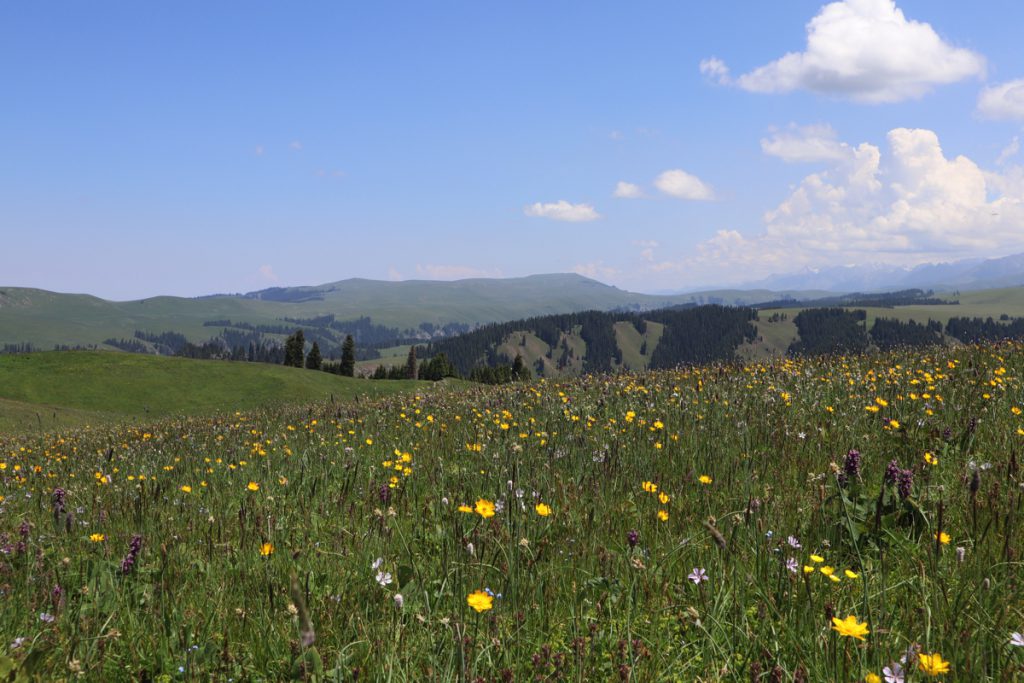 新疆ウィグル自治区・喀拉峻(カラジュン)の写真 波打つ、花と深緑の大草原3-5