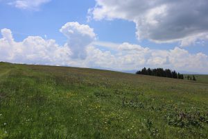 新疆ウィグル自治区・喀拉峻(カラジュン)の写真 波打つ、花と深緑の大草原3-6