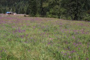 四川省・成都賽窄巷子、塔嶺村、葫芦海への登山道、葫芦海の写真　仙境の村、党嶺から葫芦海に登る5-10